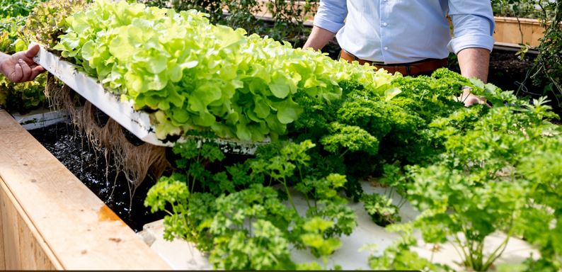 Gemüseanbau mit Floating Rafts